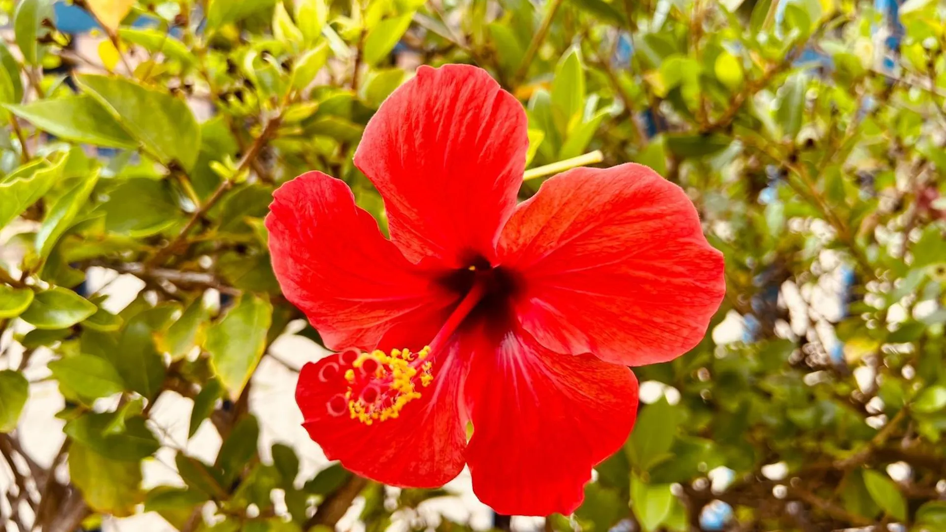 Jardin Del Atlantico Villa Maspalomas